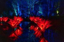 Giant Lilies