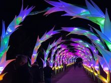 Gladioli Tunnel, by Jigantics