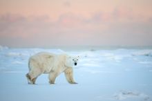 Churchill, Manitoba, polar bear viewing