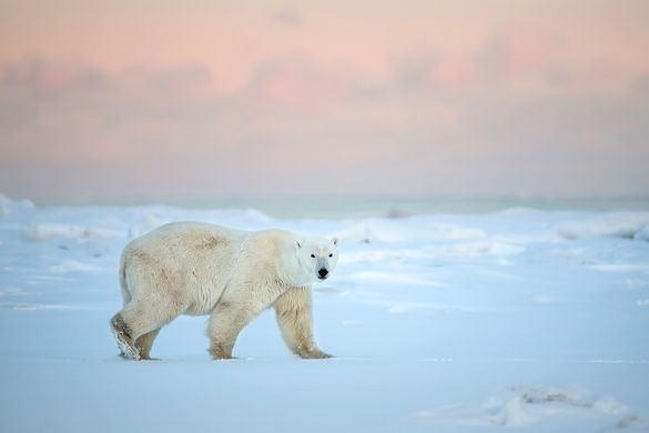 Churchill, Manitoba, polar bear viewing