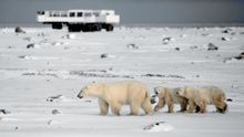 Churchill, Manitoba, Tundra buggy, polar bear viewing