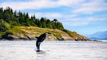 Vancouver Island, Orca