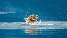 Vancouver Island, Sea Otter
