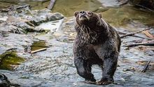Vancouver Island, Bears