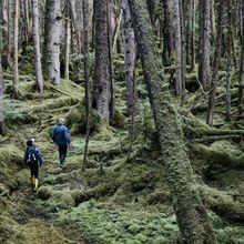 Haidai Gwaii, forest hiking