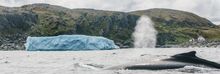 Quirpon Island, Newfoundland, whale and iceberg viewing