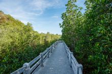 Krailart Niwate Mangrove Ecosystem Preservation Project