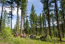 Horseback riding at Montana's Triple creek Resort Ranch, Ranch Rider collection