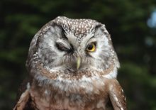 Owl, Montana's Triple creek Resort Ranch, Ranch Rider collection