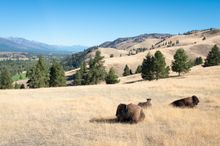 Bison, Montana's Triple Creek Resort Ranch, Ranch Rider collection