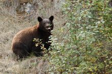 Bear, Montana's Triple Creek Resort Ranch, Ranch Rider collection