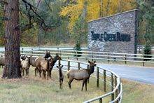 Herd of elk, Montana's Triple Creek Ranch, Ranch Rider collection