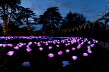 The Rose Garden, by Mandylights