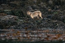 Wolf tour, British Columbia, Canada 