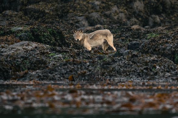 Wolf tour, British Columbia, Canada Wolf tour, British Columbia, Canada
