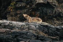 Wolf tour, British Columbia, Canada 