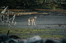 Wolf tour, British Columbia, Canada 