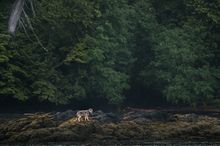Wolf tour, British Columbia, Canada 