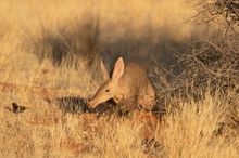 Aardvark,  Loapi, South Africa 