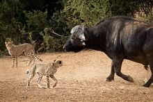 Buffalo & Cheetah,  Loapi, South Africa 