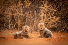 Cheetah,  Loapi, South Africa