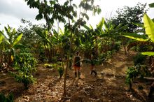 Coffee Plantation at Montemar Eco Luxury Villas, Galapagos 