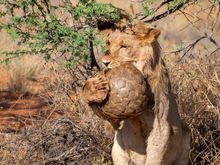 Lion & Pangolin,  Loapi, South Africa 