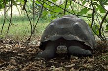 Montemar Eco Luxury Villas, Galapagos 