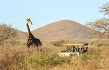 Safari - Private vehicle,  Loapi, South Africa