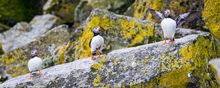 Puffins at the Shiant Isles