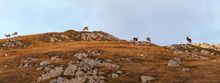 Red deer gathered for the rut on the Isle of Jura