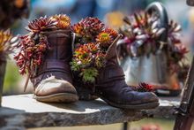 RHS Malvern Spring Festival