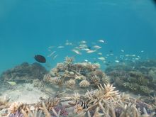 Give a Maldivian Reef a Gift This Christmas as part of the Holiday Inn Resort Kandooma Maldives Coral Reef Regeneration Programme.