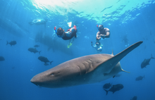 Swimming with Sharks at Holiday Inn Resort Kandooma Maldives