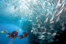 Discover the depths scuba diving at Holiday Inn Resort Kandooma Maldives