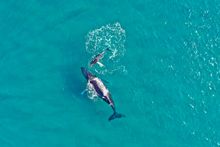 Whale season in Keppel Bay