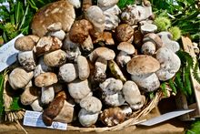 Borgotaro Mushroom Fair