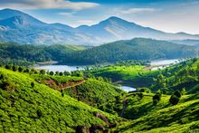 Tea plantations and Muthirappuzhayar River, in hills near Munnar