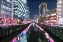 Meguro-River-Minna-no-Illumination 