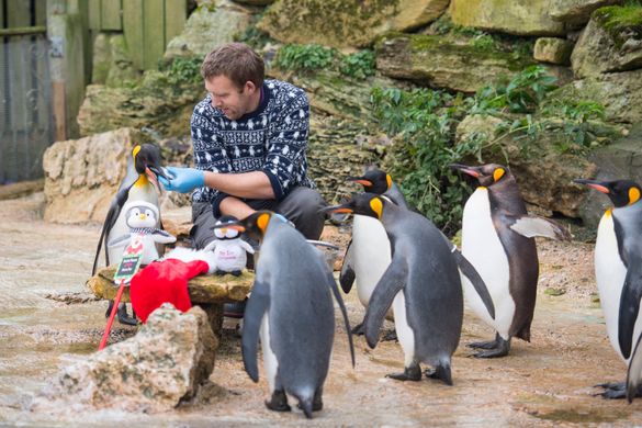 Christmas presents for the penguins at Birdland