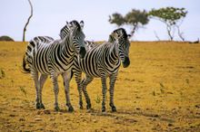 LATAM Airlines_Johannesburg
