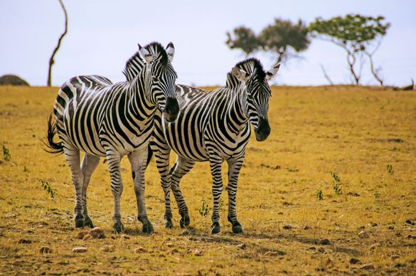LATAM Airlines_Johannesburg