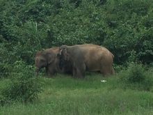 Elephant in Kui Buri, Thailand