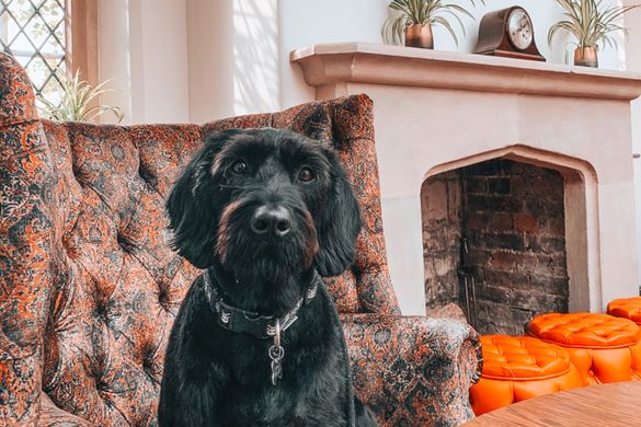 Get Ready to Pet, Set, Go… PetsPyjamas Reveal the Winners of Their 2022 Travel Awards Get Ready to Pet, Set, Go… PetsPyjamas Reveal the Winners of Their 2022 Travel Awards