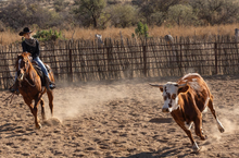 Rancho De La Osa, Sasabe, Arizona, team penning