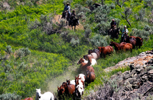 Medicine Lodge Horse Drive, Silver Spur, Idaho
