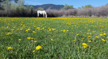Vee Bar Guest Working Ranch, Centennial Valley, Wyoming