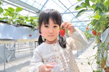 Strawberry picking at Hamamatsu Fruit Park Tokinosumika