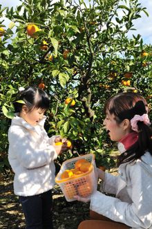 Mikan Picking at Hamamatsu Fruit park Tokinosumika