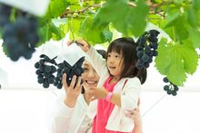 Fruit picking